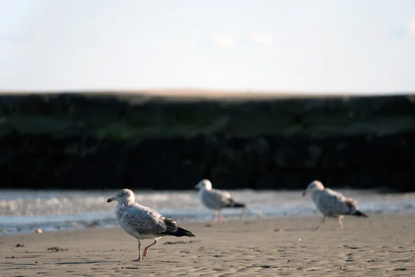 Gabbiani a bassa marea — Foto Stock