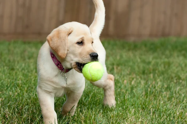 Cachorro de laboratorio amarillo jugando con una pelota de tenis — Foto de Stock