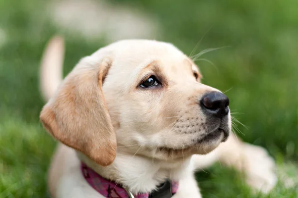 Sevimli sarı lab köpek yavrusu — Stok fotoğraf