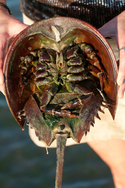 Horseshoe Crab Closeup