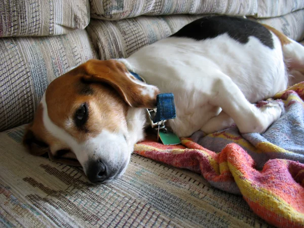 Si pemalas beagle — Stok Foto