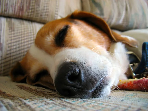 Uykulu beagle — Stok fotoğraf