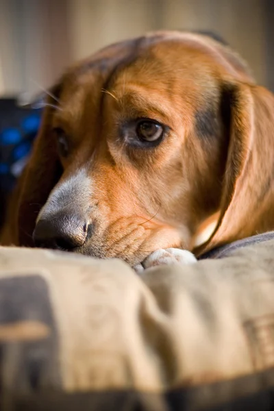 Sleepy beagle — Stok Foto