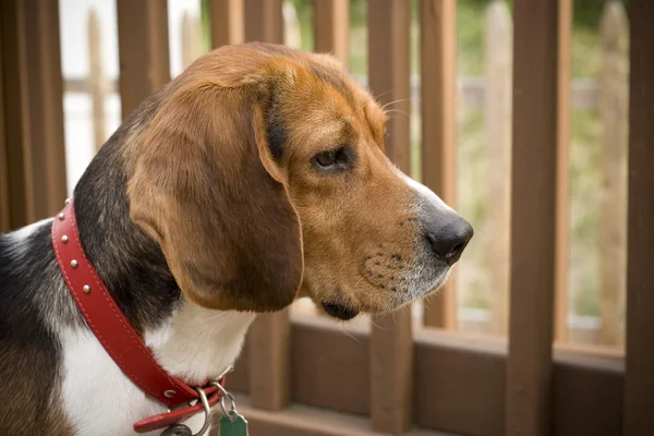 Výstrahy beagle pup — Stock fotografie