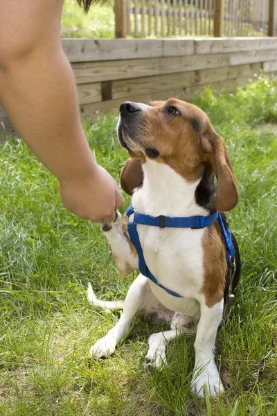 Mignon chien beagle — Photo