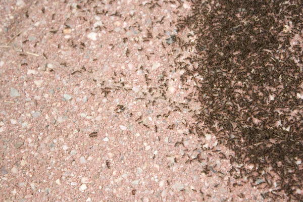 Koloni av myror — Stockfoto