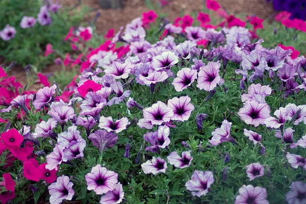 Petunia Flowers — Stock Photo, Image