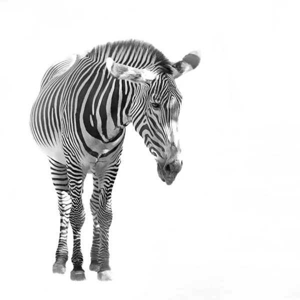 Zebra. — Fotografia de Stock