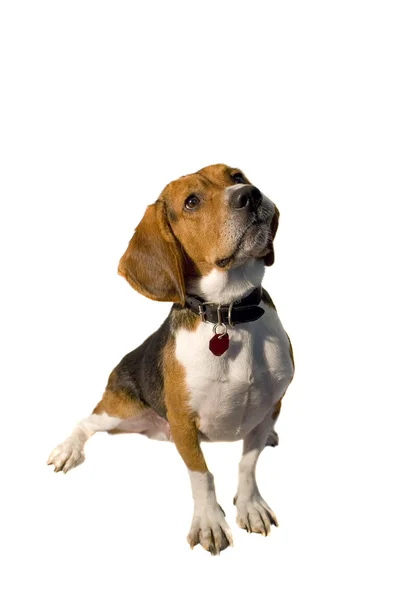 Izole beagle — Stok fotoğraf