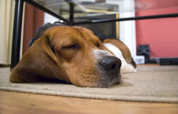 Uykulu beagle köpek — Stok fotoğraf