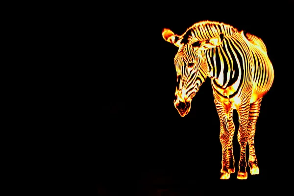 Feuerflammendes Zebra — Stockfoto