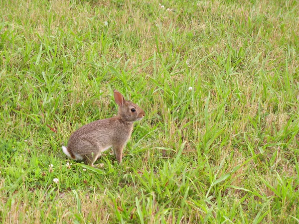 Lapin sauvage lapin — Photo