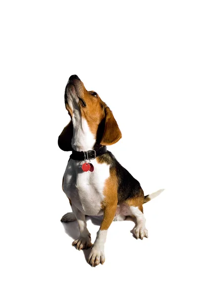 Geïsoleerde beagle hond — Stockfoto