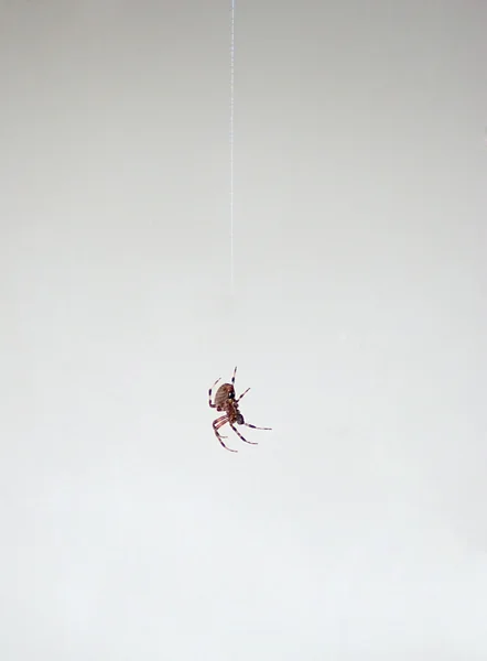 Araña colgando — Foto de Stock