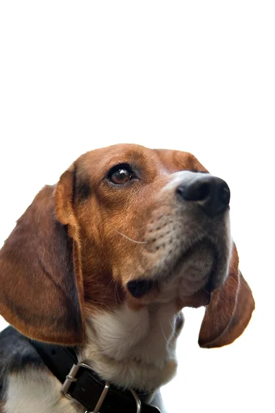 Izole beagle — Stok fotoğraf