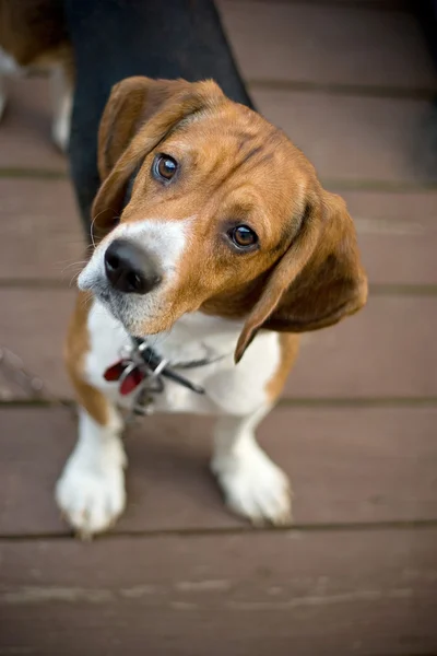 Zvědavý beagle — Stock fotografie
