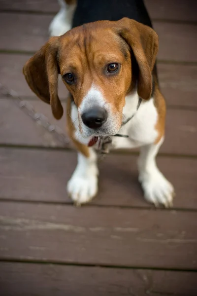 Roztomilý beagle pup — Stock fotografie