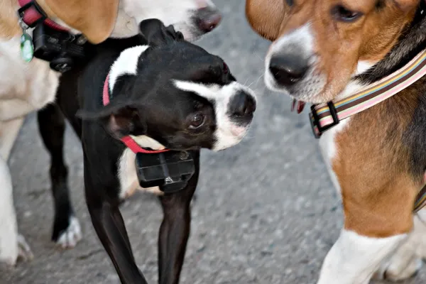สุนัข Socialization — ภาพถ่ายสต็อก