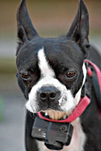Curious Boston Terrier