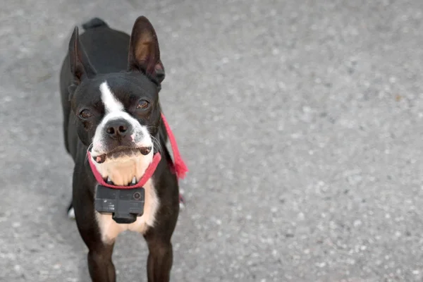 Nyfiken boston terrier — Stockfoto