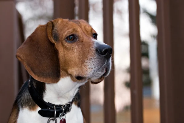 Advarselshund - Stock-foto