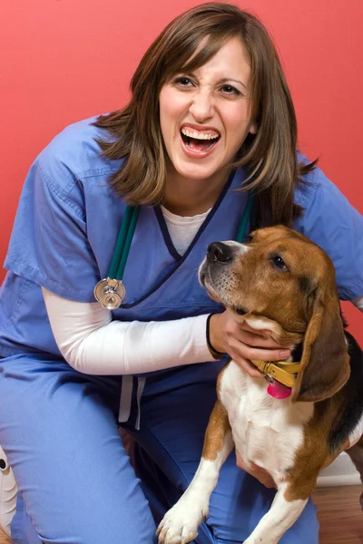 Lekarz weterynarii z beagle — Zdjęcie stockowe