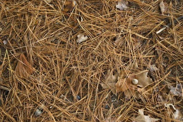 stock image Pine needles