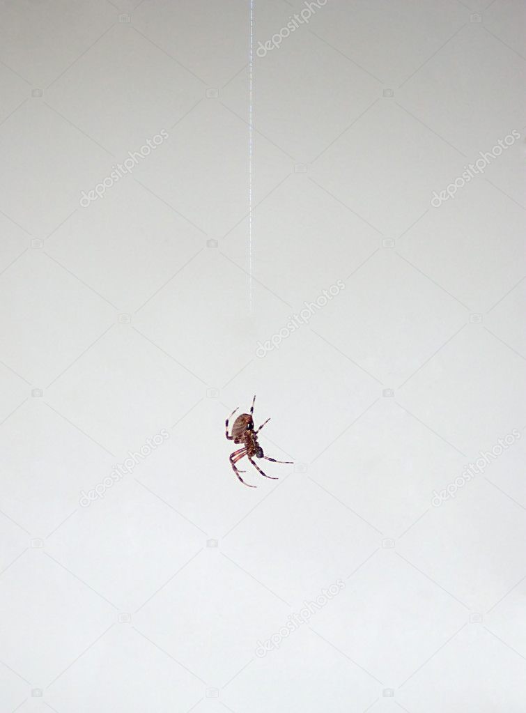 Spider Dangling