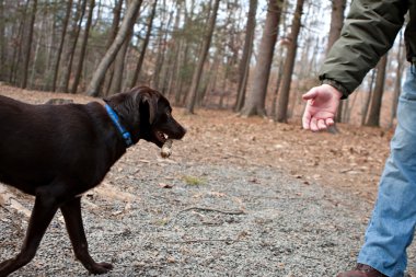 Chocolate Lab Retrieving a Stick clipart