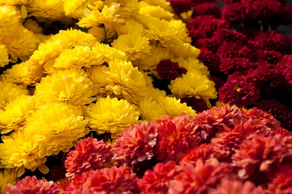 Stock image Colorful Chrysanthemum Flowers