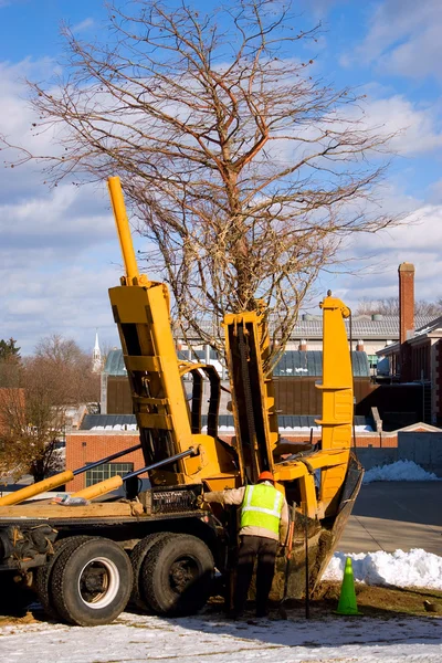 Trasplantador de árboles — Foto de Stock