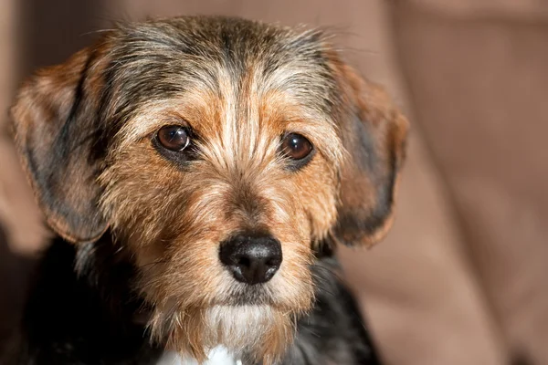 귀여운 혼합된 유형 강아지 — 스톡 사진