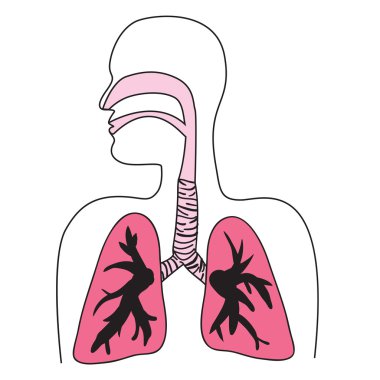 Human Respiratory System Diagram clipart