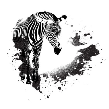 Grungy Zebra clipart