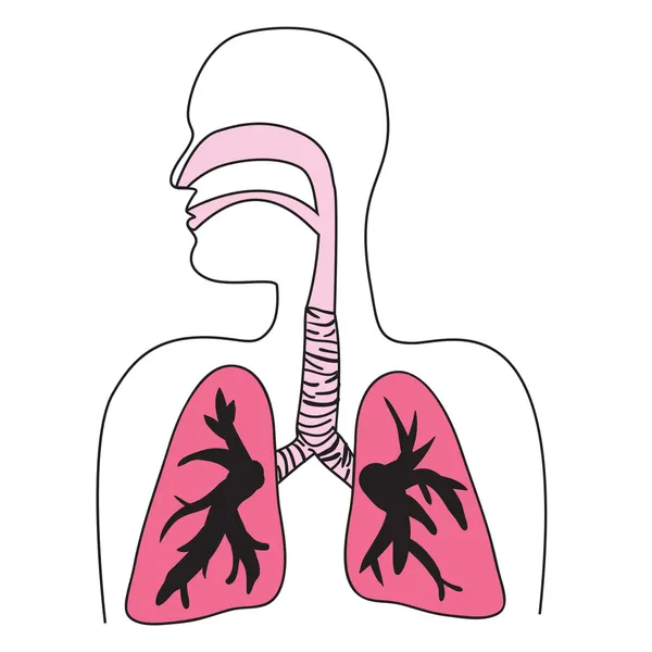 Human Respiratory System Diagram — Stock Vector