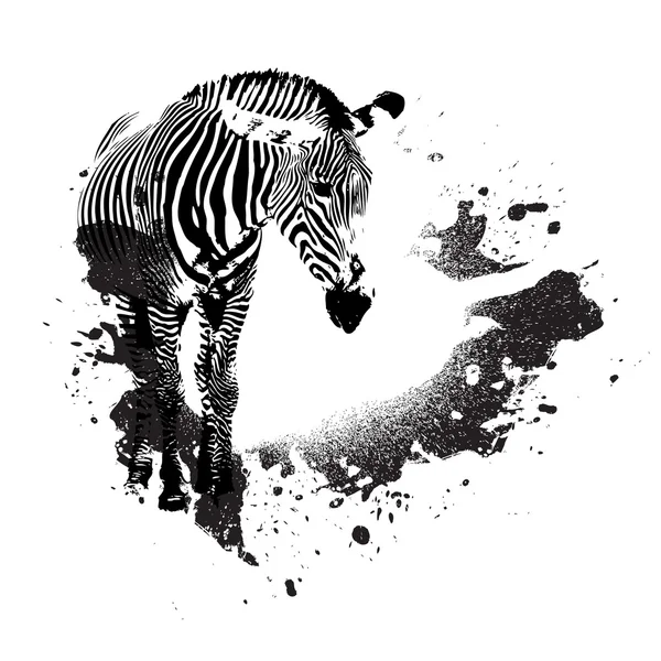 Zebra Grungy — Vetor de Stock