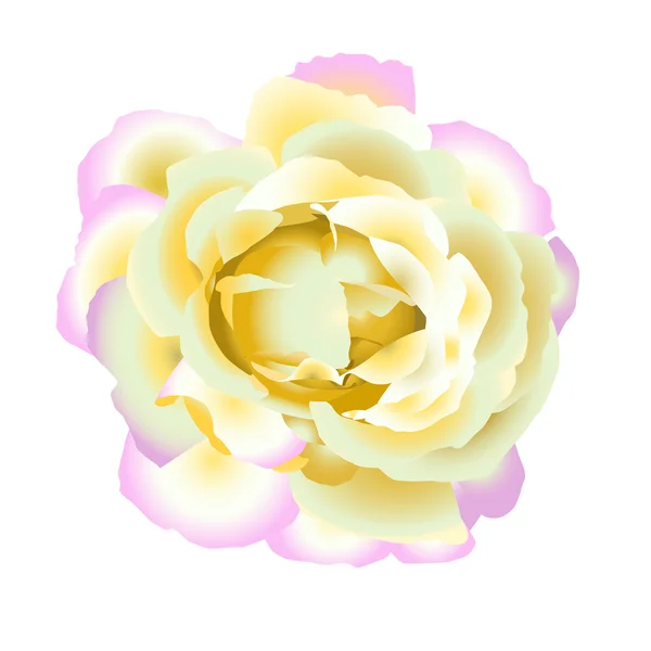 Doux thé rose — Image vectorielle