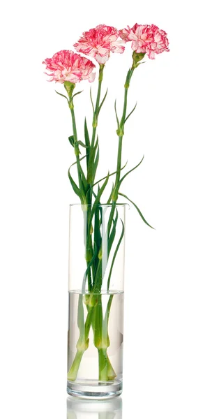 Gyönyörű szegfű átlátszó váza elszigetelt fehér — Stock Fotó