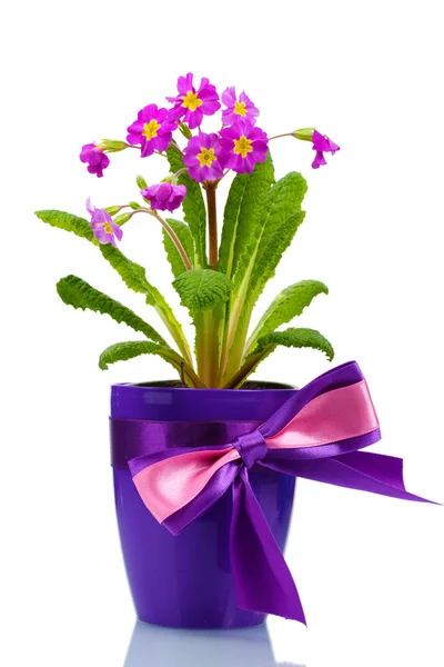白で隔離され、植木鉢に美しい紫プリムローズ — ストック写真