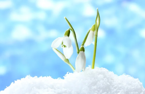Krásný sněženky v sněhu na modrém pozadí — Stock fotografie