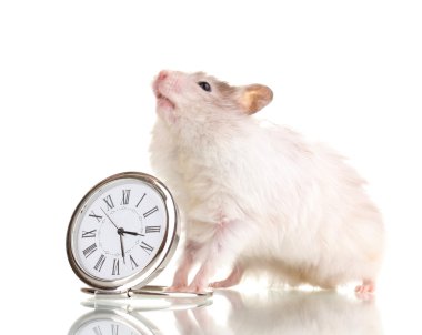 Cute hamster and clock isolated white clipart