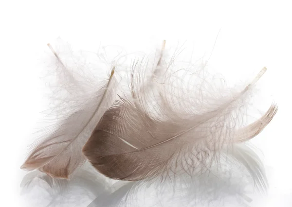 Многие пушистые перья изолированы на белом — стоковое фото