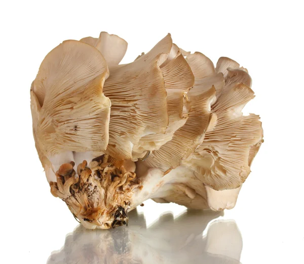 Устричні гриби ізольовані на білому — стокове фото