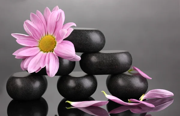 Σπα πέτρες και λουλούδι σε γκρι φόντο — 图库照片