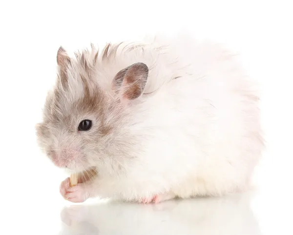 Cute hamster eating cheese isolated white — Stock Photo, Image