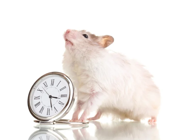 Cute hamster and clock isolated white — Stock Photo, Image