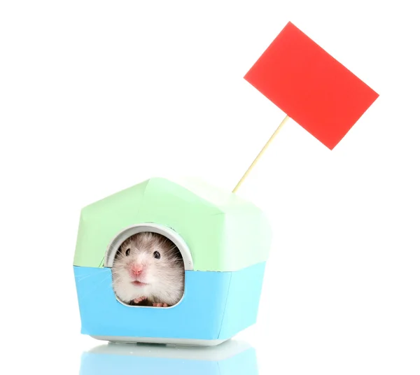 Niedlichen Hamster im Haus isoliert weiß — Stockfoto
