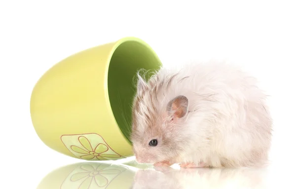 Söt hamster i cup isolerade vit — Stockfoto