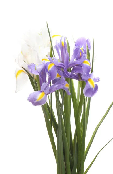 Vackra ljusa Iris isolerad på vit — Stockfoto