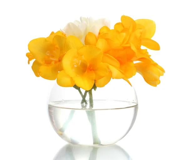 白で隔離される花瓶に美しい黄色 freesias — ストック写真